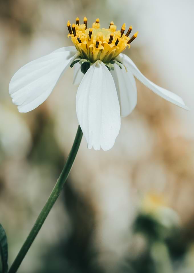 White and Yellow Daisy Close-Up