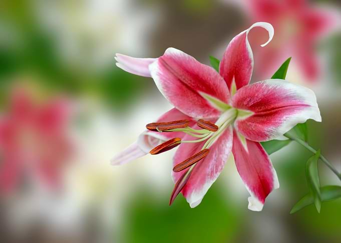 Pink and White Lily Close-Up