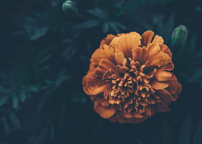 Orange Marigold Flower Close-Up