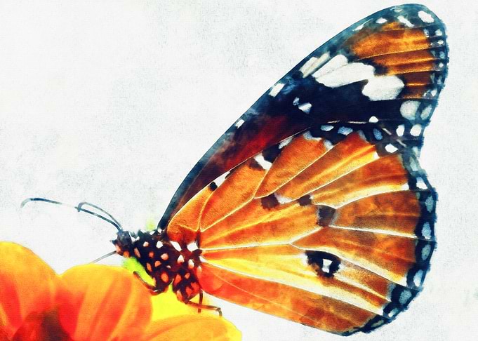 Monarch Butterfly on Orange Flower