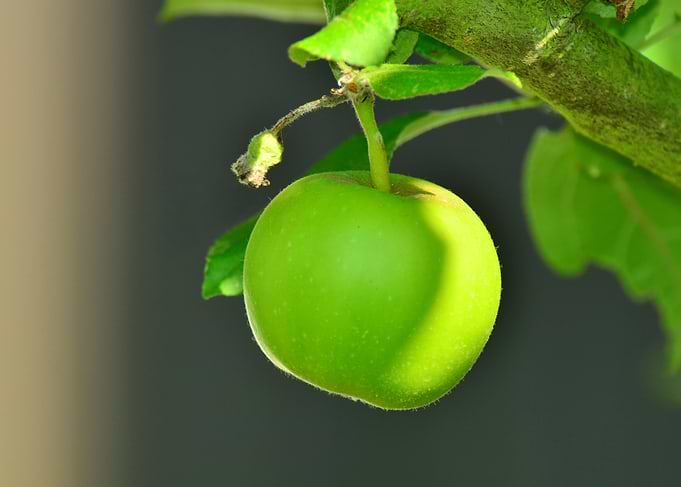 Green Apple on Branch