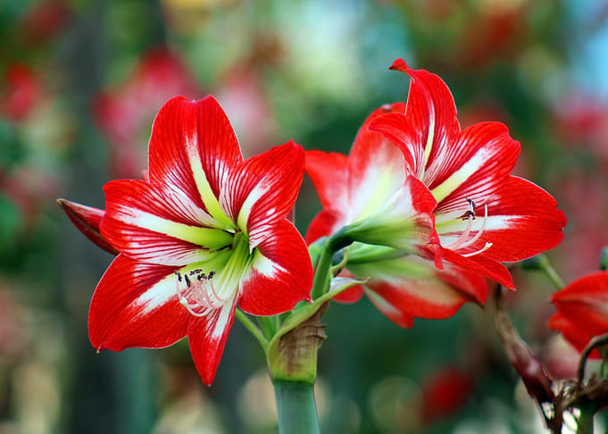Striking Red and White Amaryllis Flowers