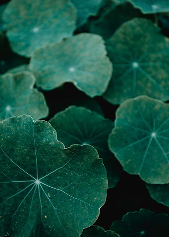 Green Leaves Close-Up