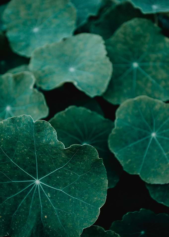 Green Leaves Close-Up