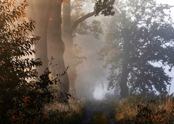 Misty Forest Path