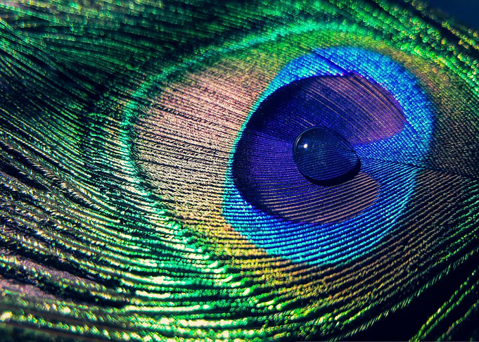 Peacock Feather with Water Droplet
