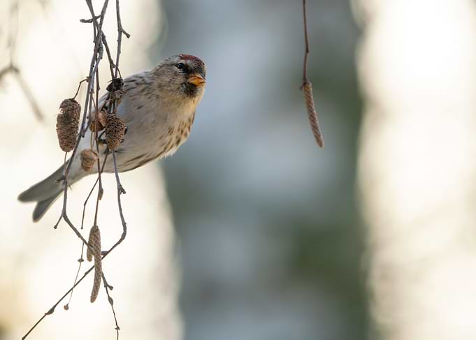 Redpoll bird perched on birch branch