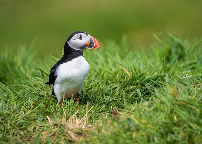 Puffin in Green Grass