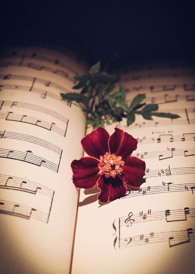 Flower on Sheet Music