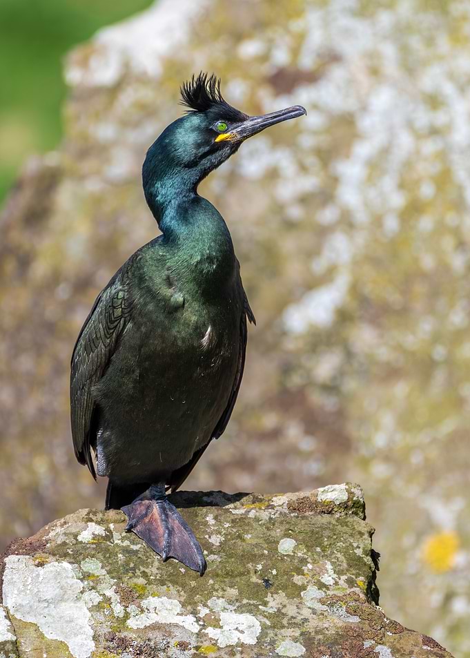 European Shag Bird Portrait