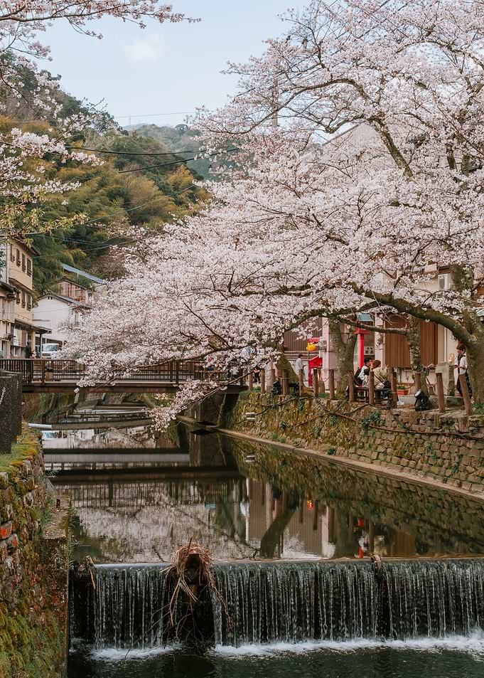 Japanese Canal with Cherry Blossoms