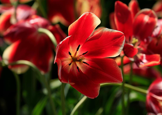 Red and White Tulip Close-Up