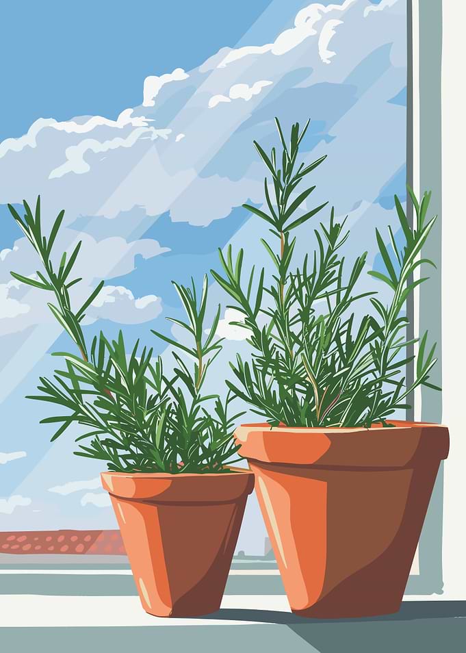 Potted Rosemary Plants by the Window