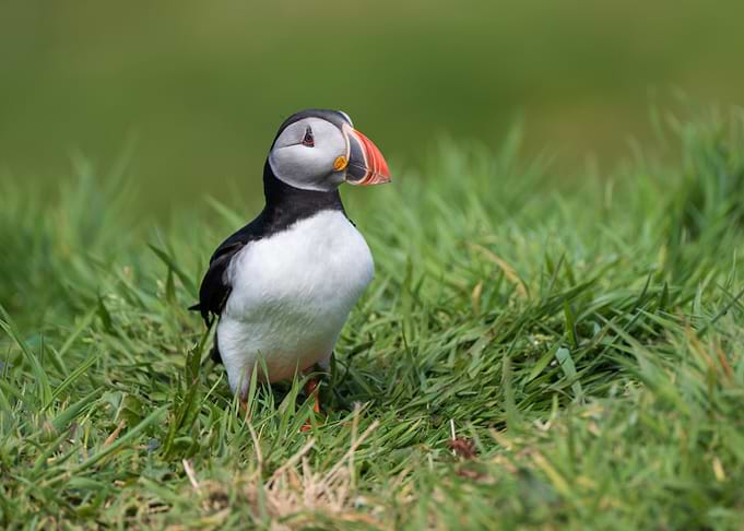 Puffin standing in green grass