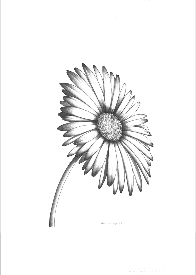 Monochrome Daisy Flower Pencil Drawing