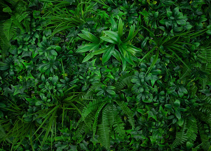 Lush Green Plant Wall Background