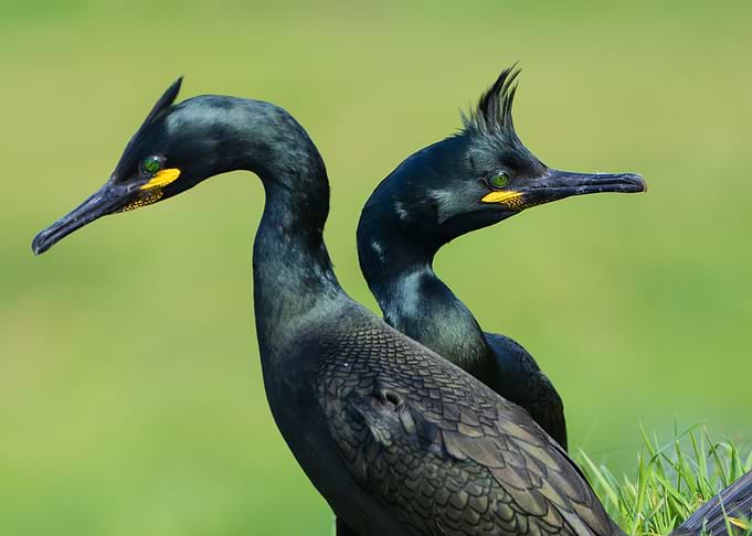 Two Cormorants Portrait