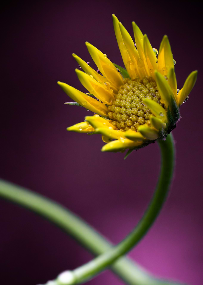 Yellow Flower with Water Droplets
