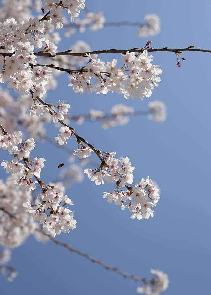 Cherry Blossoms Against Blue Sky