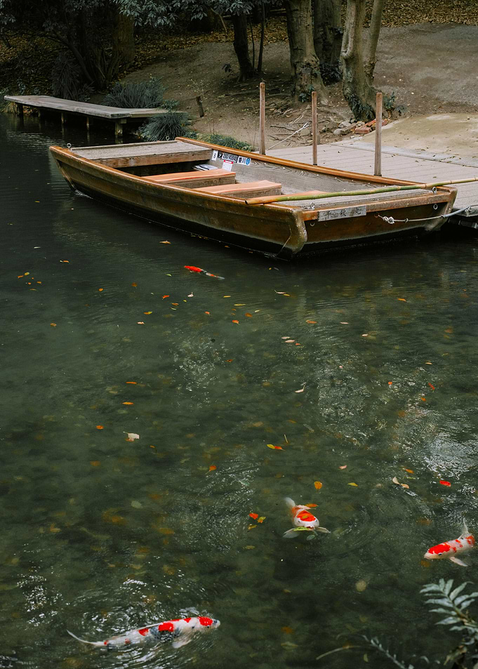 Koi Fish Pond in Takamatsu, Japan