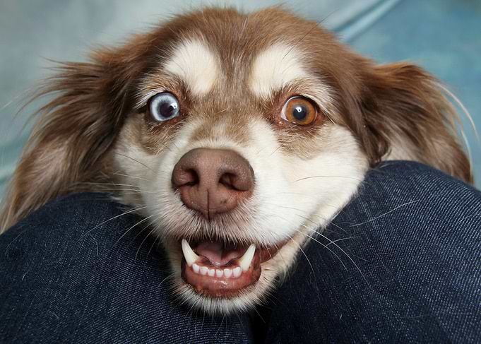Heterochromia Dog Close-Up