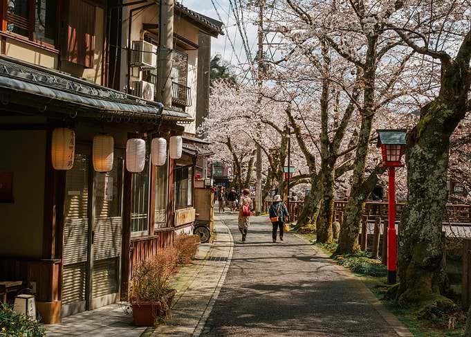 Japanese street with cherry blossoms