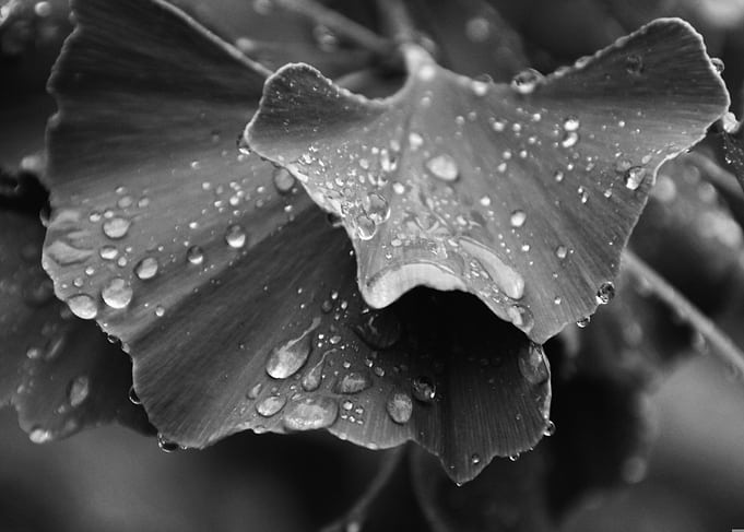 Ginkgo Leaves with Water Droplets