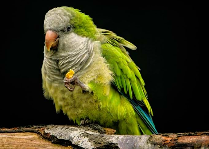 Green Parrot Eating on a Branch