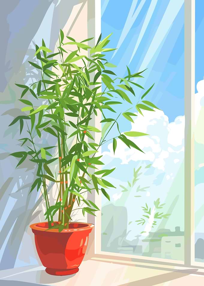 Bamboo plant near window illustration
