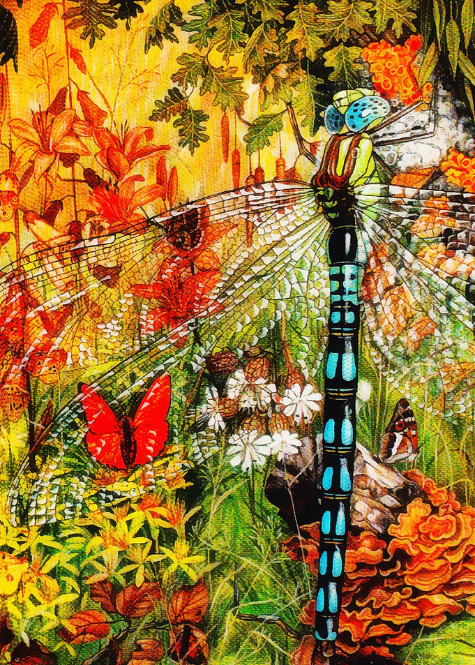 Autumn Wild Forest Dragon Fly
