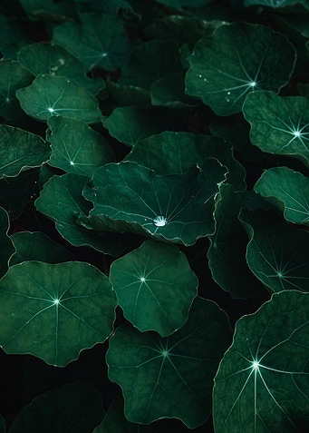 Dark Green Nasturtium Leaves Close-Up