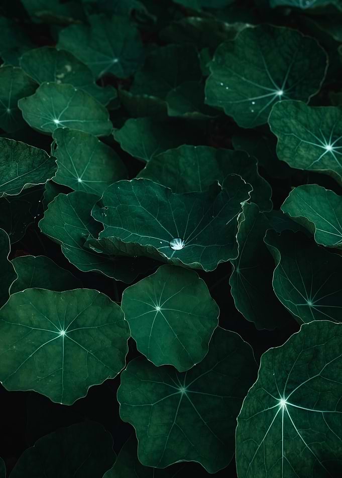 Dark Green Nasturtium Leaves Close-Up