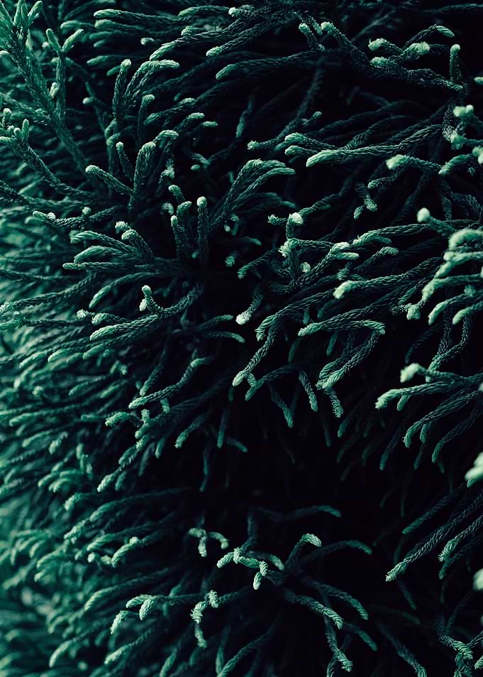 Nature Fine Art Poster – Evergreen Foliage in Calm Tones