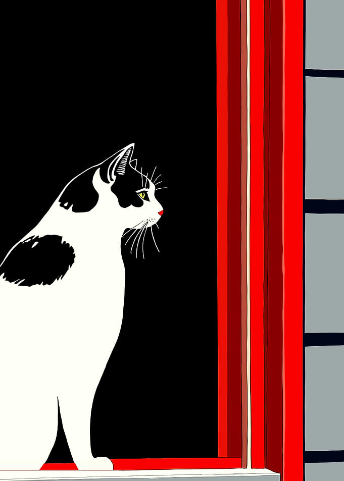 Black and White Cat by Window