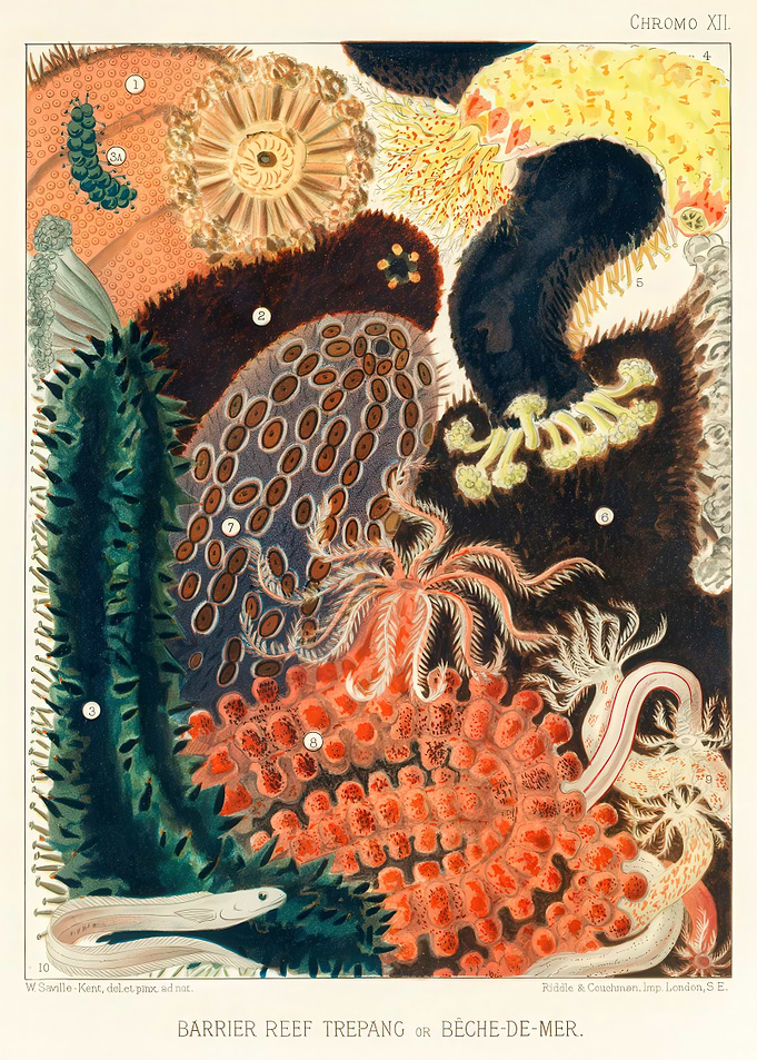 Barrier Reef Trepang Vintage Illustration