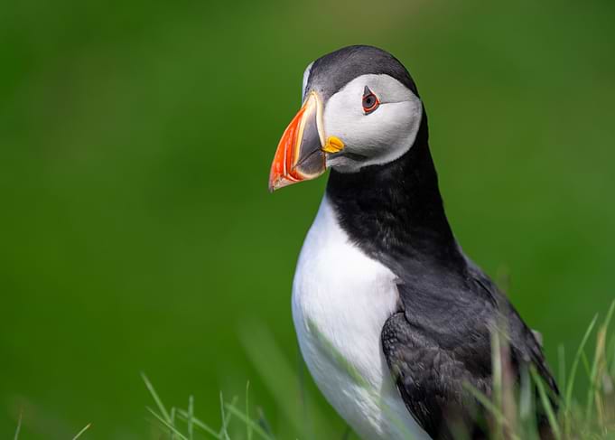 Atlantic Puffin Portrait