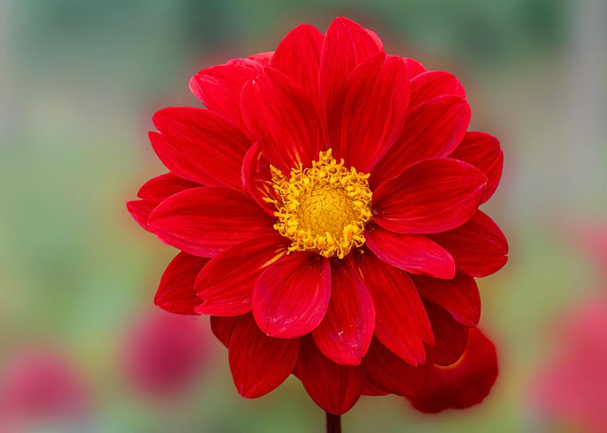 Vibrant Red Dahlia Flower Close-Up
