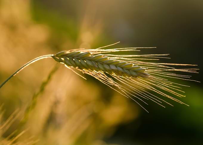 Wheat stalk in golden light