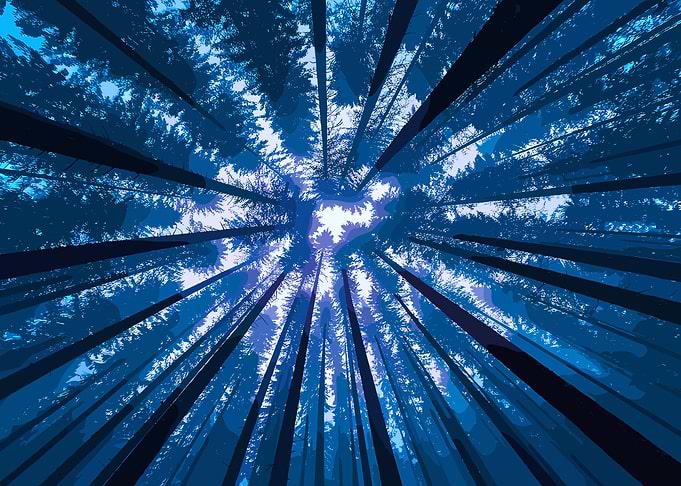 Blue Forest Canopy View
