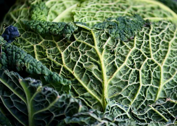 Close-up of a Savoy Cabbage