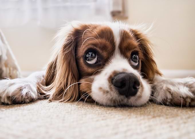 Cavalier King Charles Spaniel puppy portrait