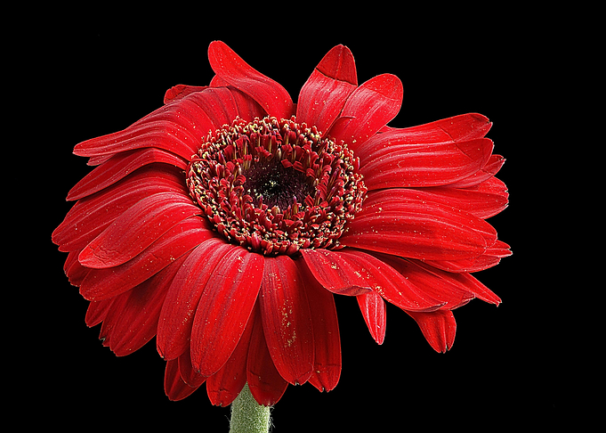 Red Gerbera Daisy on Black Background