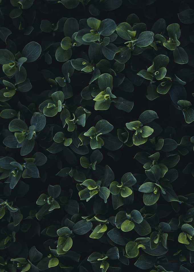 Dark Green Leaves Close-Up