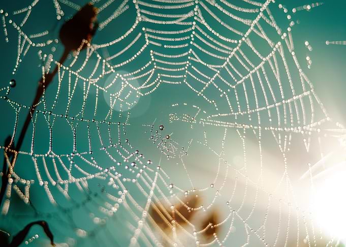 Dew-Kissed Spiderweb Against Teal Sky
