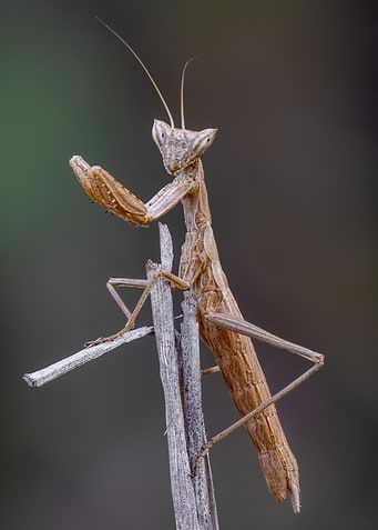 Praying Mantis on a Twig