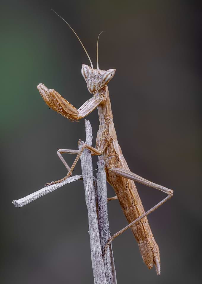 Praying Mantis on a Twig