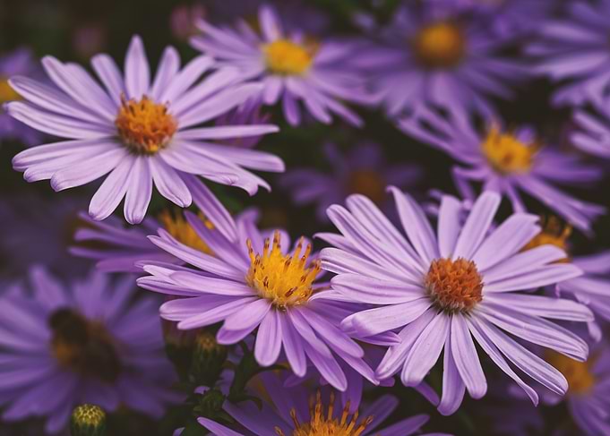 Purple Aster Flowers Close-Up