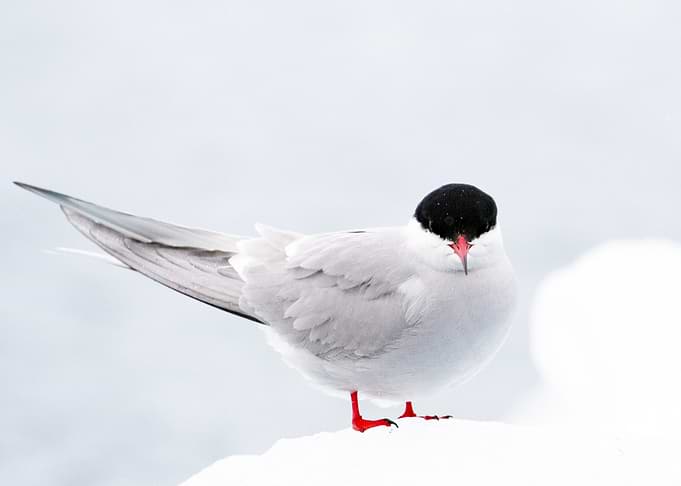 Arctic Tern Portrait