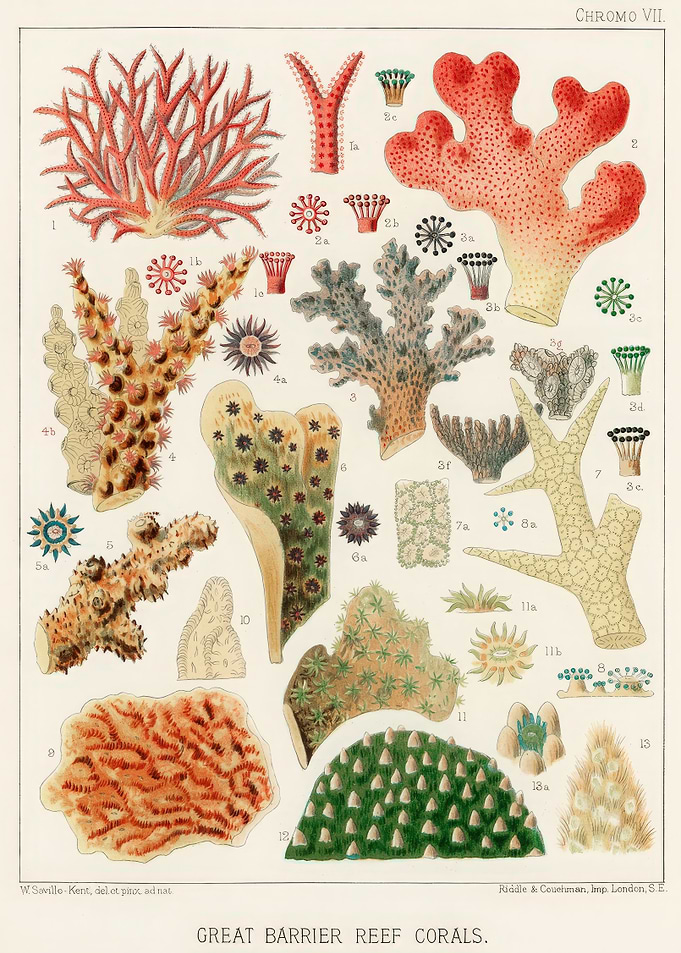 Great Barrier Reef Corals Vintage Illustration
