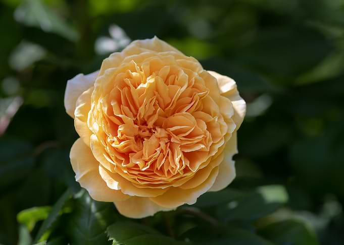 Close-up of a Peach-Colored Rose